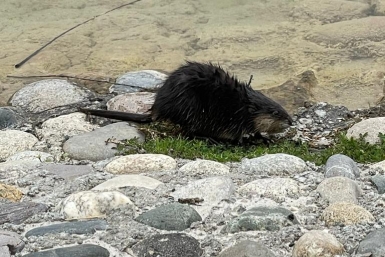 Ондатра вернулась на городское озеро Железноводска