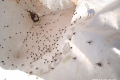 Саранчу обнаружили на полях Ставрополья