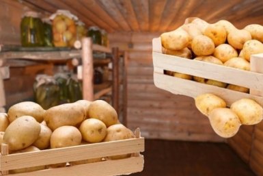 Хранение картошки ИА Stavropol.Media