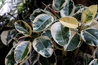 Горсть под корень в мае - и фикус Бенджамина взрывается ростом, как трава после дождя ИА Stavropol.Media