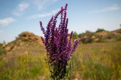 Шалфей ИА Stavropol.Media