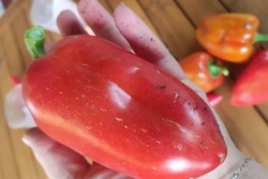 Хватит лить воду на перец: стакан закваски на ведро - по 7 кг с каждого куста ИА Sttavropol.Media