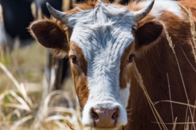 В Нефтекумском округе выявили очаг лейкоза крупного рогатого скота Илья Аверьянов, ИА PrimaMedia