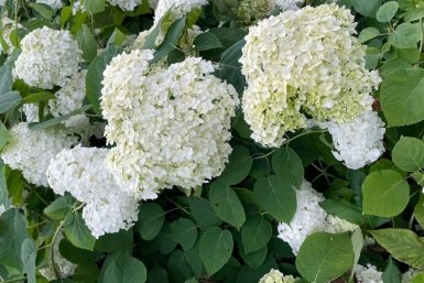 Обычный порошок из кухни - и гортензия выдает царские шапки: соцветия размером с дыню ИА Stavropol.Media