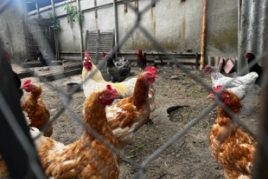 Кладу это в корм - и курица несёт как на дрожжах: до 200 яиц в год ИА Stavropol.Media