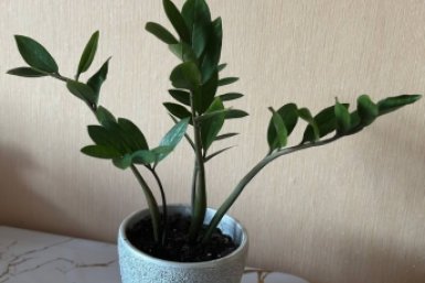 1 фрукт и ложку в горшок – и замиокулькас подарит новые стрелы: станет красавцем за 2 дня ИА Stavropol.Media