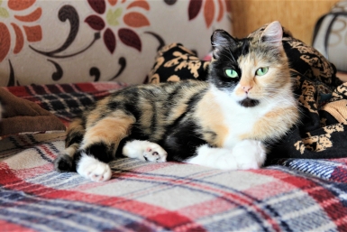 Кошка лежит на диване ИА EAOMedia