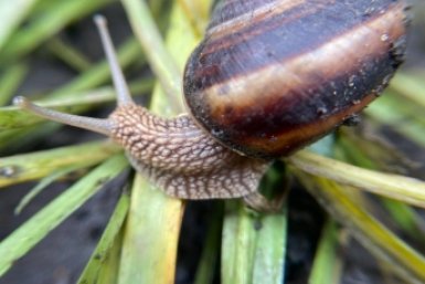 Кипячу 2 зубчика и на осенний огород - слизни и улитки бегут как от огня: ни 1-го не вижу ИА Stavropol.Media