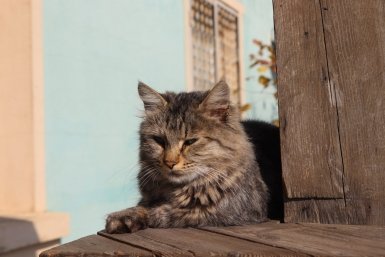 Кошки злятся, когда вы уезжаете: эксперт объяснил, почему это не просто обида Александр Шепырев, ИА UssurMedia