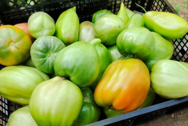 Томаты Автора