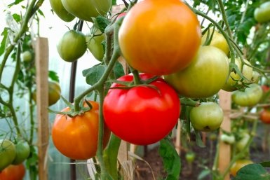 Томаты Автора