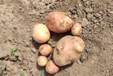 Картофель Автора