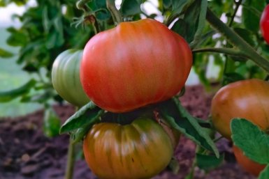 Томаты Автора