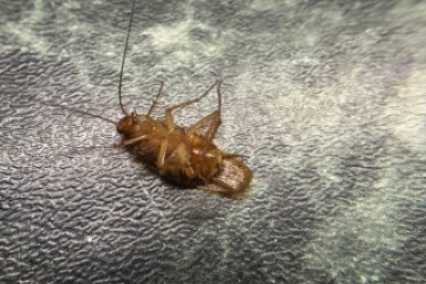 Раскладываем по углам и не верим глазам — тараканов больше нет: нужно всего 2 ингредиента, смешали - и &quotстасики&quot в ужасе удирают фото автора