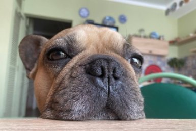 Почему собака трется головой о землю — не привычка, а тревожный сигнал: ветеринары предупреждают о скрытых болезнях фото автора