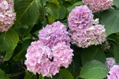 Лью на куст гортензии после 5 ноября: летом весь сад в королевских шапках по 30 см ИА Stavropol.Media