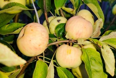 Яблоня Автора