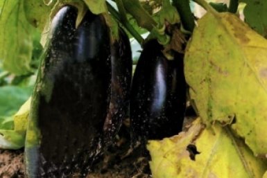 Баклажаны Автора