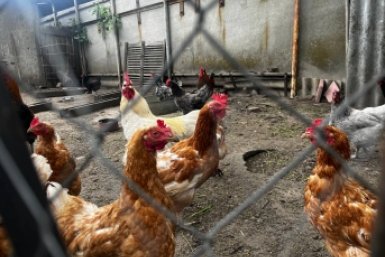 Что положить в миску зимой, чтобы куры неслись как угорелые - птицы несут по 10 яиц в день ИА Stavropol.Media