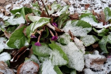Теперь поступаю хитро: заменила однолетники на 3 многолетника - хлопот в цветнике тут же поубавилось ИА KrasnodarMedia