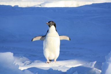 Трампу напомнили, что пингвины в Гренландии не водятся Photo by form PxHere