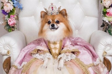 Хуже капризной принцессы: 4 жутко вредные породы собак - для самых терпеливых ИИ Kandinsky (18+)