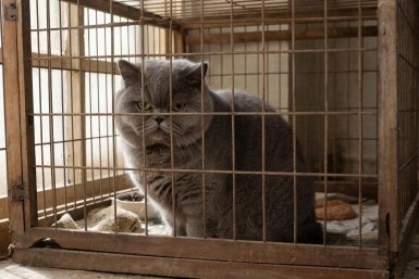Юрист раскрыл, могут ли за долги забрать домашнего кота ИИ GigaChat (18+)