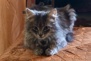 Умнее всех собак: эти 4 кошки с первого раза запоминают команды - мечта любого хозяина ИА Stavropol.Media