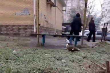 Волонтёры спасли от голодных горожан индоутку в Ставрополе