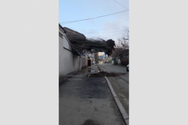 Дерево рухнуло на здание в Ставрополе Очевидцы/Тг-канал &quotНетипичный Ставрополь&quot (18+)
