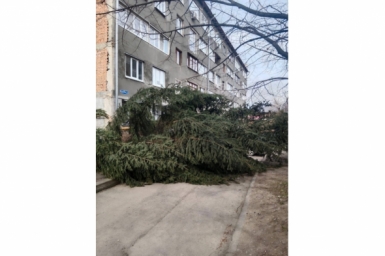 Огромная ель рухнула из-за сильного ветра в Кисловодске Пресс-служба мэрии Кисловодска