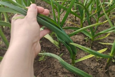Чеснок размером с огромный кулак: 3 весенние подкормки, которые делают чудеса ИА StavropolMedia