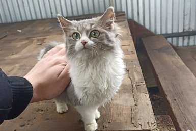 Не выпускают когти и не мстят: самые добрые породы кошек, которые обожают сидеть на руках ИА Stavropol.Media
