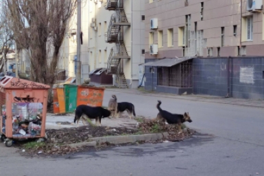 Пробелы в законе о бродячих животных нашли в Общественной палате Ставрополья ИА Stavropol.Media