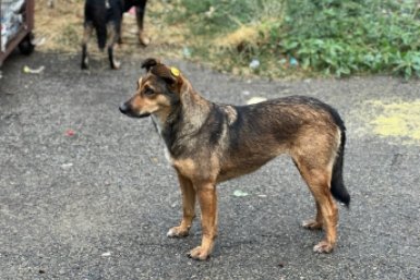 Новый метод чипирования бродячих животных внедряют в Ставрополе ИА Stavropol.Media