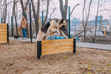 Собака, домашнее животное, питомец, пес Мария Смитюк, ИА PrimaMedia