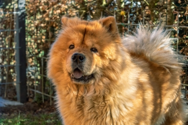10 самых дорогих пород собак: почему щенки стоят как роскошные автомобили Pixabay.com