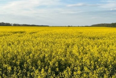 Посевы рапса на Ставрополье оказались заражены бактериозом ИА Stavropol.Media