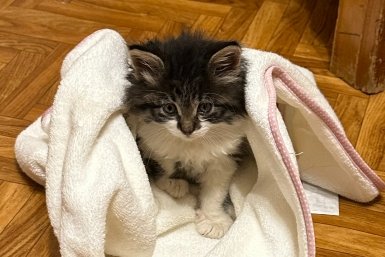 Живите один? Эти породы кошек станут вашим лучшим другом - совет эксперта ИА Stavropol.Media
