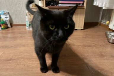 Кошки-липучки: 8 пород, которые не дадут покоя хозяину - ходят по пятам