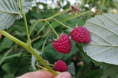 2,5 л под корень весной — от малины спасу нет, за ягодами листьев не видно