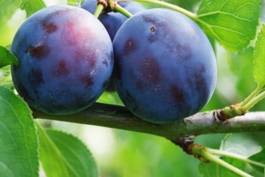 Плоды как сахарная вата: какой сорт сливы обожают дети - от урожая ломаются ветки
