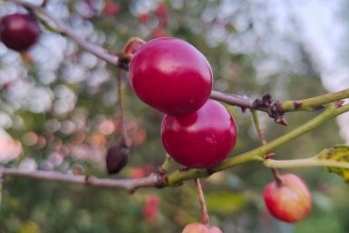 Не боится возвратных заморозков и суровых зим: этот сорт вишни точно не разочарует - с каждой ветки по 5 кг ягод