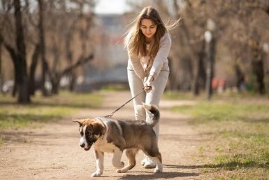 Собака перестанет тянуть поводок навсегда: запомните 1 жест рукой - заменит 10 уроков у кинолога