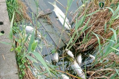 С Водоканала взыскали 4,2 млн рублей за массовую гибель рыбы в реке на Ставрополье пресс-служба прокуратуры Ставрополья