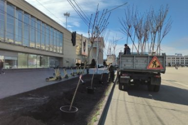 Новые деревья, которые высаживают на площади Ленина, показала мэрия Ставрополя