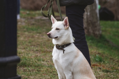 6 правил кормления — и собака бодра, сыта и здорова