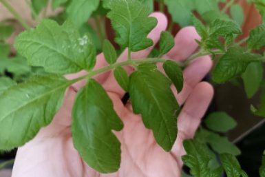 По 2 л в лунку — и томаты не перемерзнут в холодной земле, работает даже при +8 в теплице