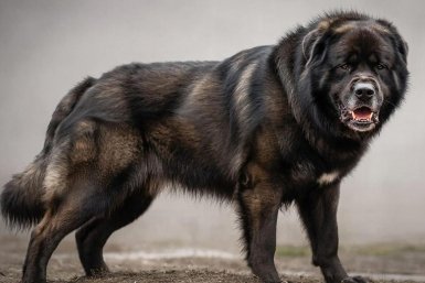 Сломают любого новичка: 5 пород собак, с которыми не справятся 90% владельцев - их боятся даже кинологи