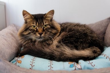 1 фонтанчик, щётка для зубов и контроль веса — и кошка радует активностью даже в преклонном возрасте